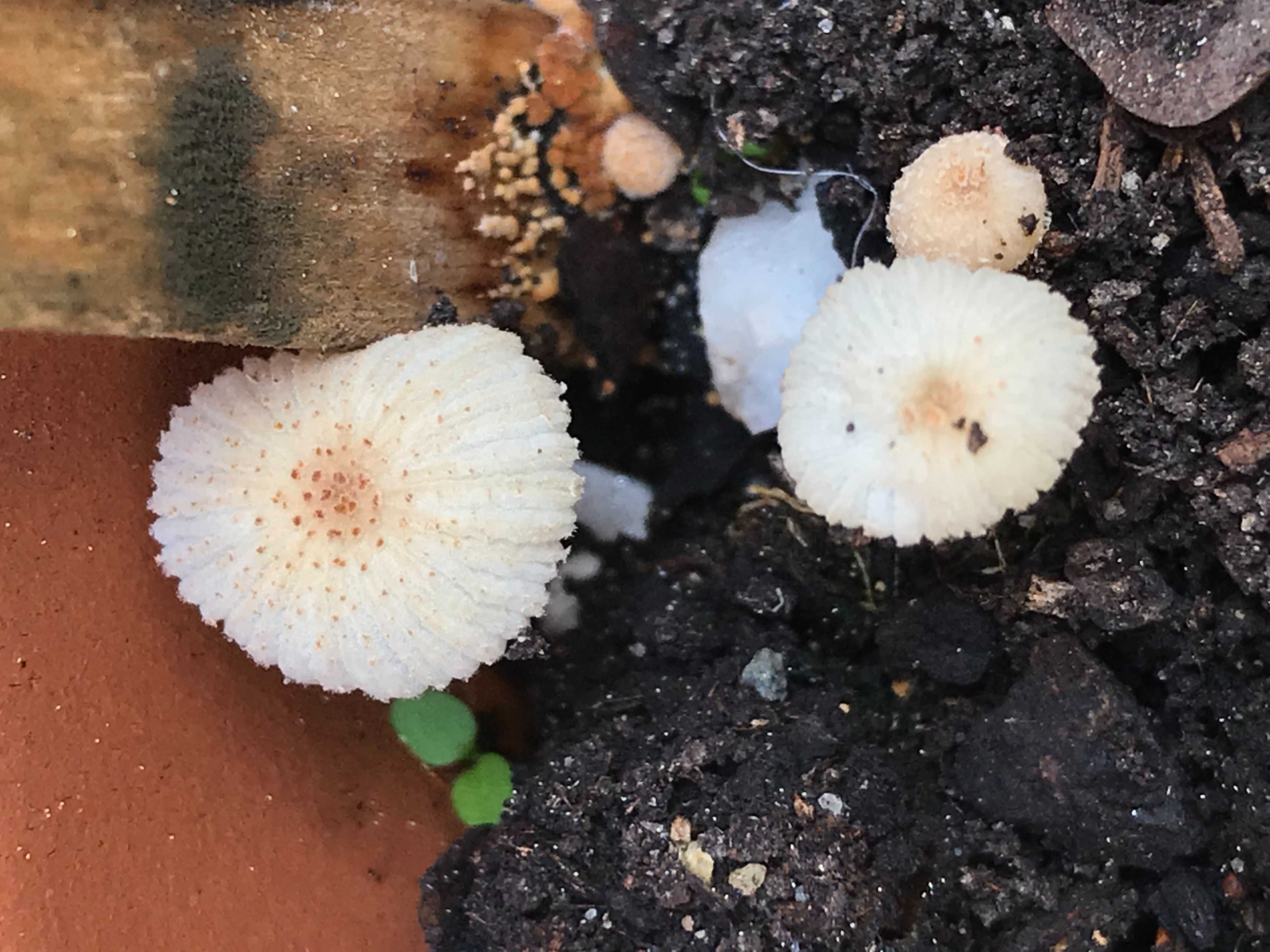 Fungi Photo