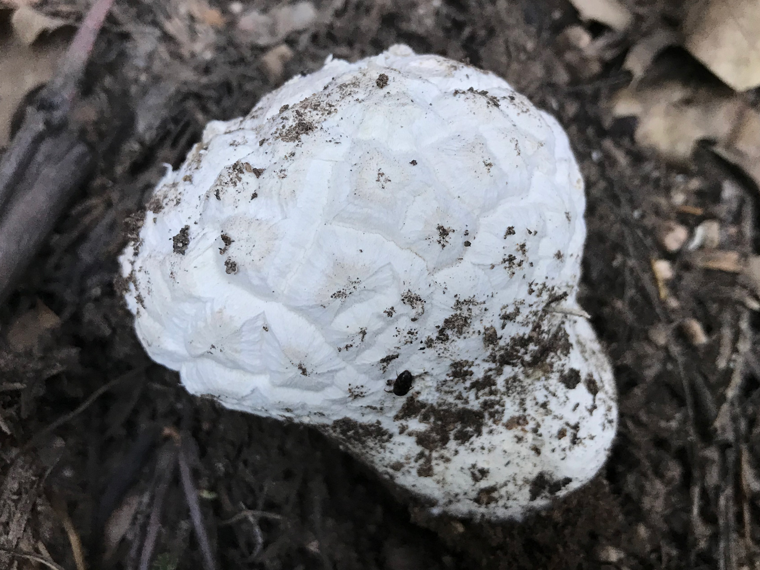 Fungi Catalog