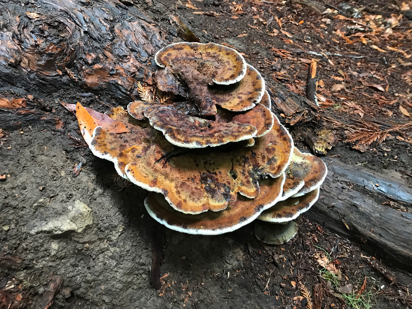 Dual Colour Modular Mushroom Caps (Surfaces) by